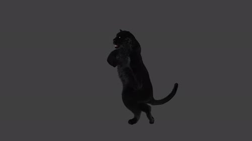 Animated Black Panther Roaring on Hind Legs