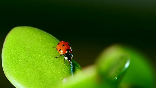 Ladybug Perched on a Leaf in Close Up View