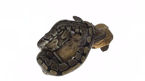 Royal Python o Python Regius en enganche de madera en estudio contra un fondo blanco.