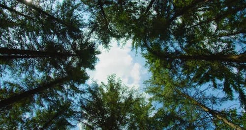 Rotational Movement of the Camera on the Crowns of Trees in the Forest