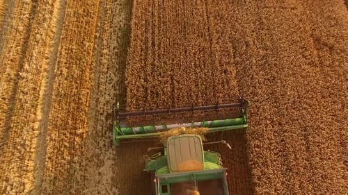Combine Harvester Cutting Wheat