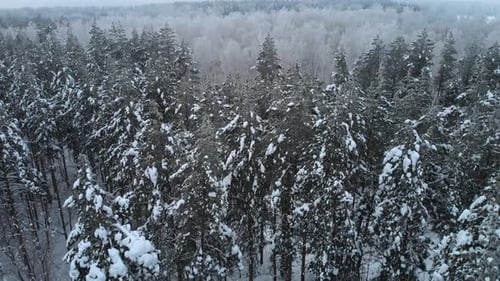Free winter pine forest