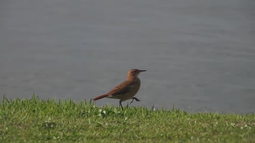 Rufous Hornero Vogel Furnarius Rufus Walking
