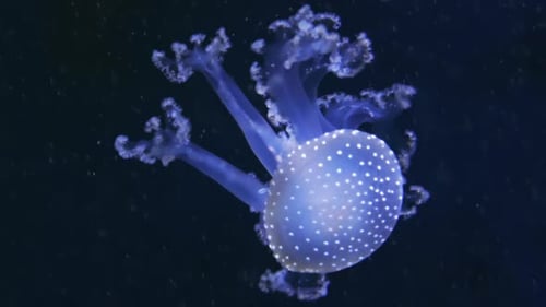 Glowing Jellyfish Pulsating in the Deep Ocean