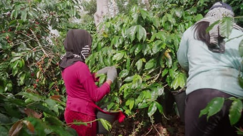 Harvesting On Coffee Farm