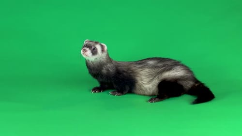 Frettchen geht und schnüffelt im Greenscreen-Hintergrund.