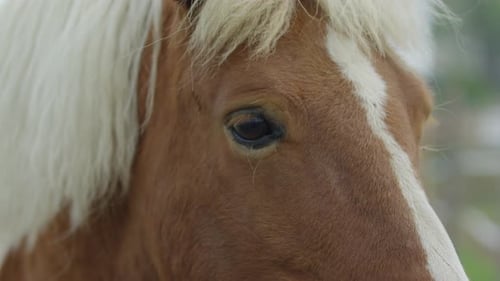 Primer plano de un caballo marrón con melena blanca