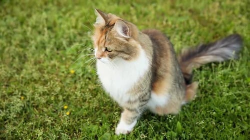 Arrogant Shorthaired Domestic Funny Tabby Cat Sneaks Through Fresh Green Grass Meadow Background