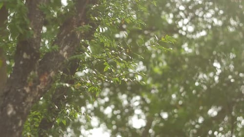 Green Tree Leaves Swaying in the Gentle Wind