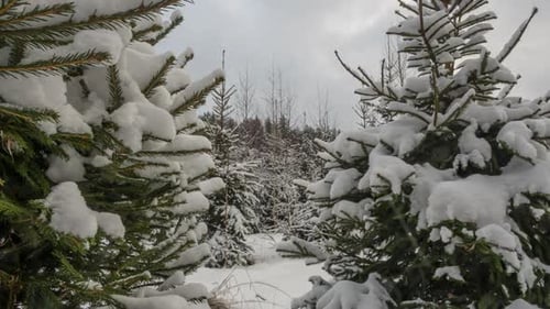 Snow Covered Evergreen Trees in Winter Forest