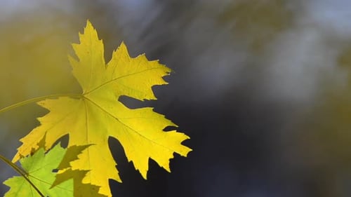 Autumn maple leaves on tree branches.