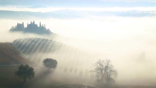 Foggy Vineyard Landscape at Sunrise