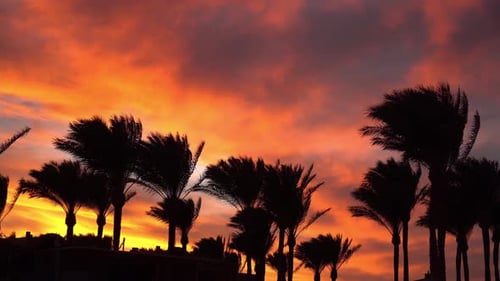 Toller roter Sonnenuntergang auf der Insel Beach Palms