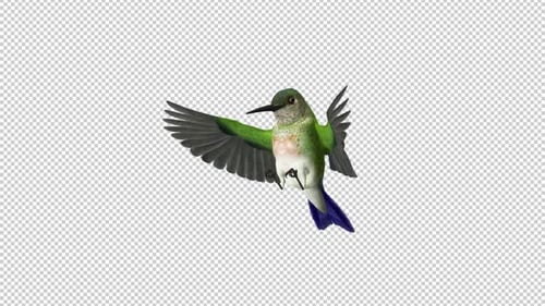 Sunangel Hummingbird - Fütterungsschleife - Seitenwinkel CU - Alpha-Kanal