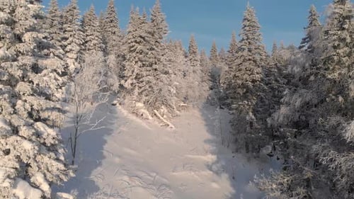 Aerial View of a Frozen Forest with Snow Covered Trees at Winter