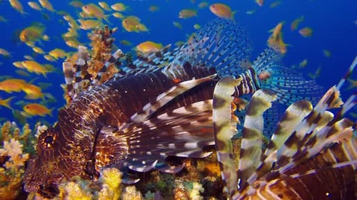 Rotmeer-Löwen-Fisch