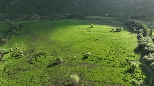 Farm Region Aerial View 4 K Alanya Turkey