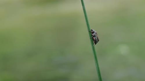 Speckled Insect Clinging to a Reed in Nature