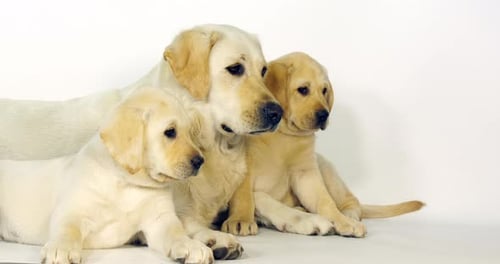 Gelber Labrador-Retriever, Hündin und Welpen auf weißem Hintergrund, Normandie, Zeitlupe 4K