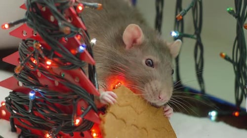 Festive Rat Enjoying a Gingerbread Cookie at Christmas