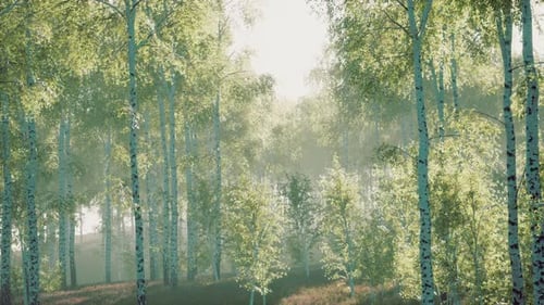 White Birch Grove in Spring