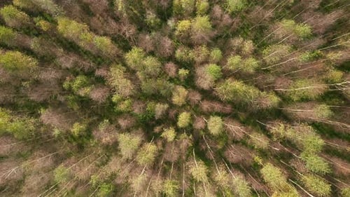AERIAL: Top Down Rotating Shot of Forest on a Sunny Day in Autumn