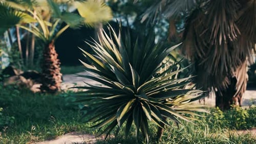 Slow Zoom on Green Tropical Agave Plant in Sunlight