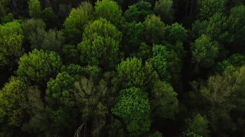 Vue aérienne de dessus de la forêt, texture de la vue de la forêt d'en haut.