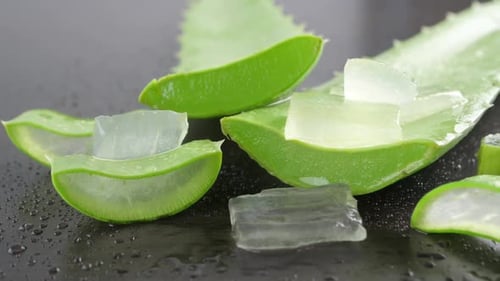 Aloe Vera leaves. Aloe Vera gel is very useful herbal medicine for skin care