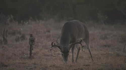 whitetail deer in texas