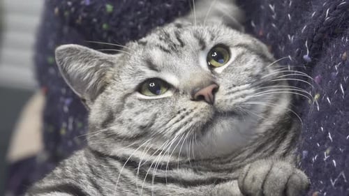 Gray Tabby Cat Portrait Relaxing at Home