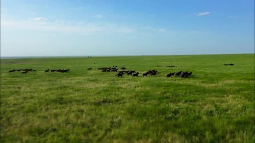 Chevaux sauvages qui courent des Mustangs sauvages sur la belle herbe verte