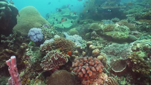 Coral Reef and Tropical Fish
