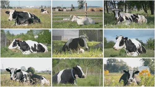 Die Kuh liegt im Gras auf einer sommergrünen Wiese