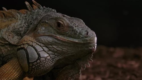 Green iguana on a tree branch