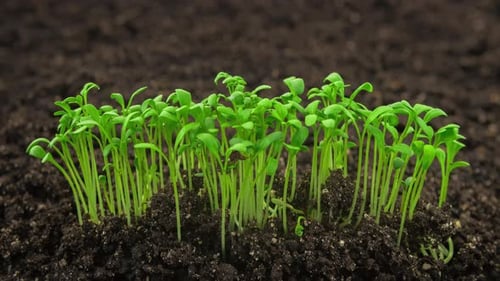 Plantes en croissance Germination des germes Plantes de salade de cresson nouveau-né en serre