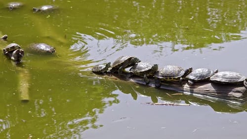 Wasserschildkröten, die sich in der Nähe des Wassers und auf einem Ast ausruhen und Energie sammeln 2