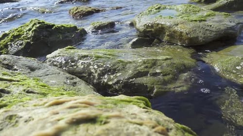 Waves Lapping Rocks Covered in Algae