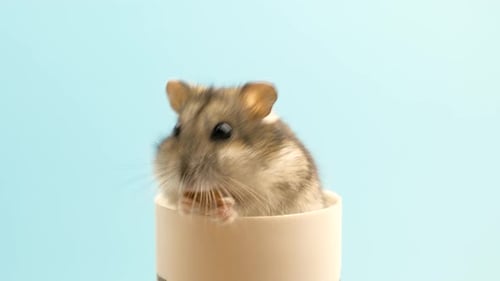Adorable Hamster Eating Treat Inside a Tube