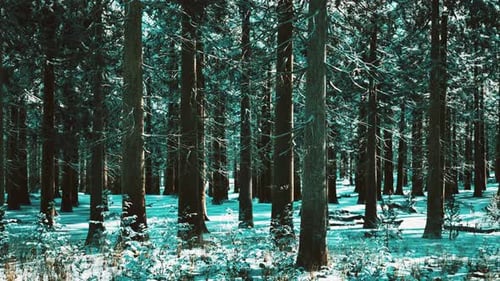 Snow Covered Conifer Forest at Sunny Day