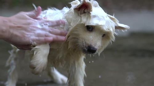 Wet Dog Getting Soapy Bath from Person