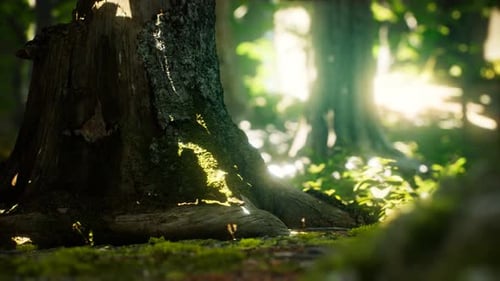 Sonnenstrahlen strömen durch Blätter in einem Regenwald