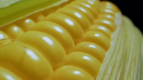 Close Up of Fresh, Yellow Corn on the Cob