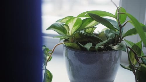 Flower Plant Closeup