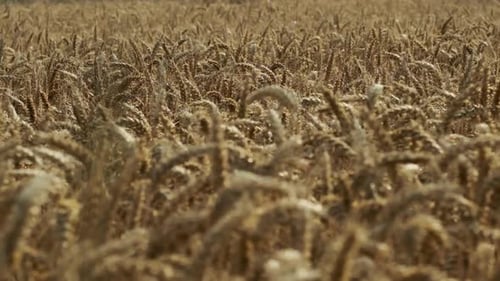 Golden Wheat Field Swaying Gently in the Breeze