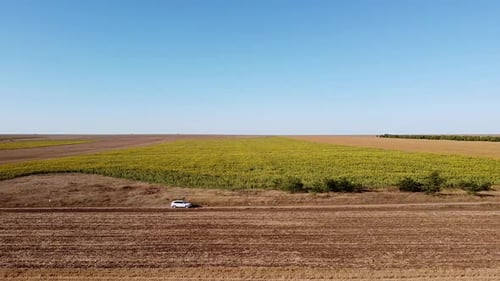 White Car Driving on a Dirt Road in a Field Near a Field of Sunflowers