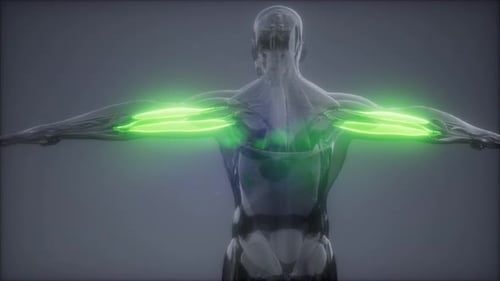 Human Bicep and Tricep Muscles Animated 3D Scan