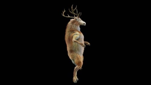 55 Deer Dancing HD