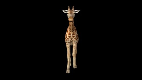 Giraffe Walk 3