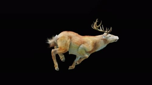 Deer Run 4K